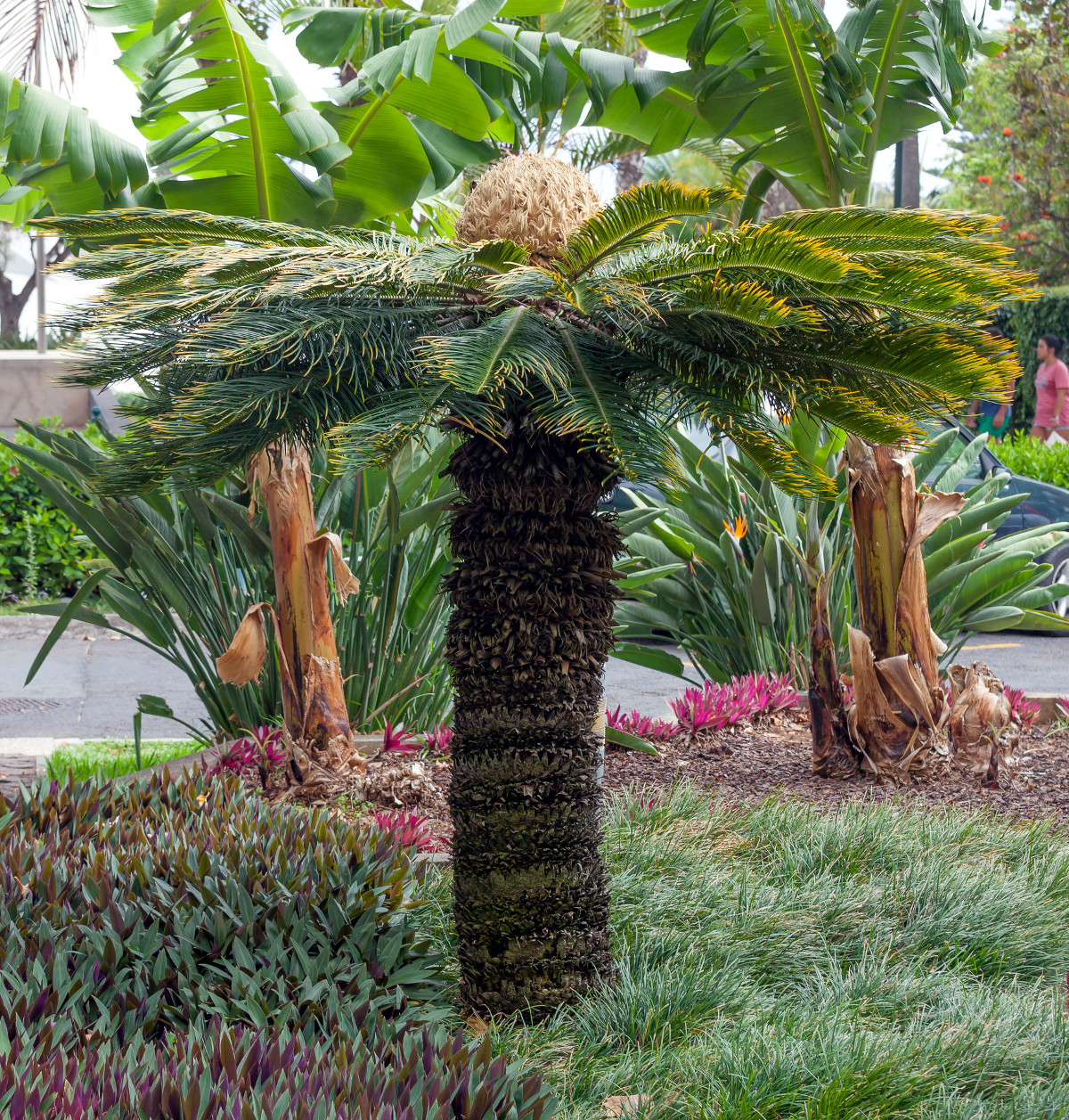 cycas_revoluta.jpg