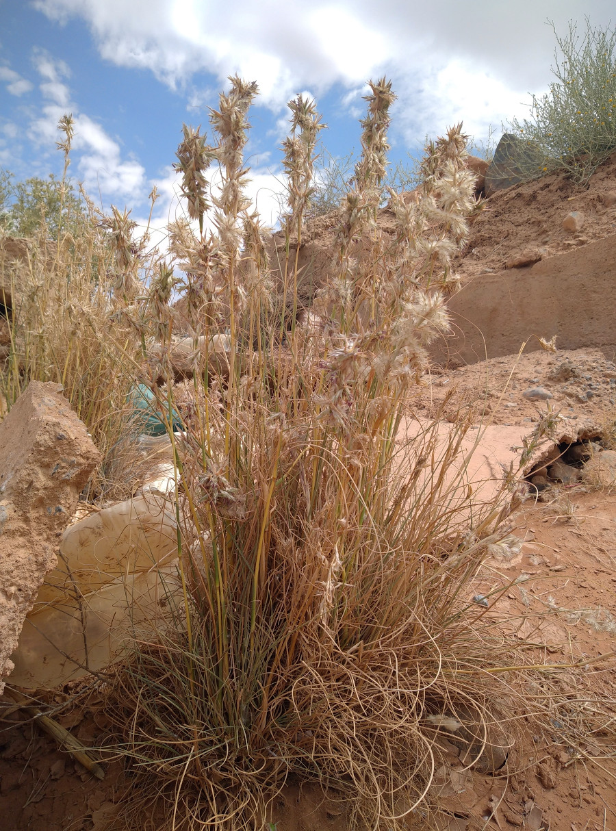 Cymbopogon schoenanthus