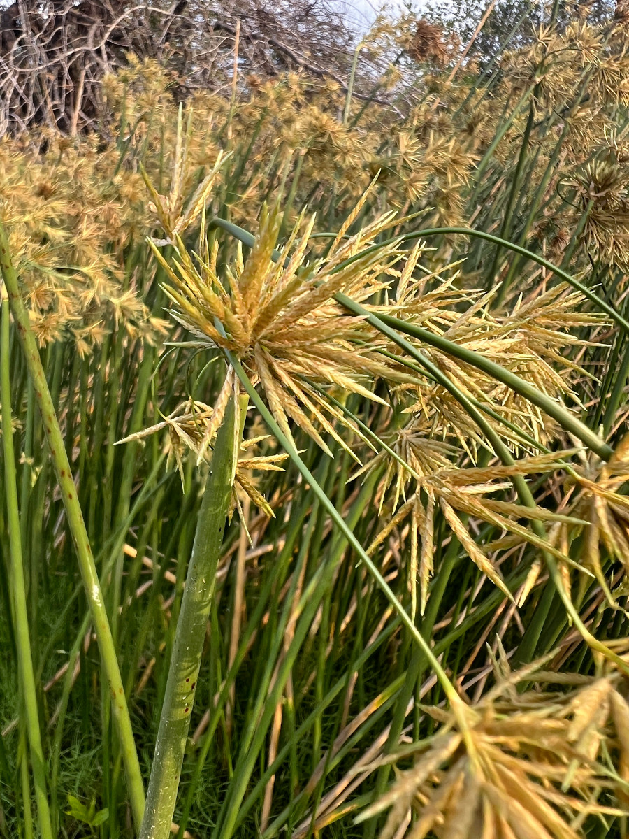 Manzini, Eswatini
