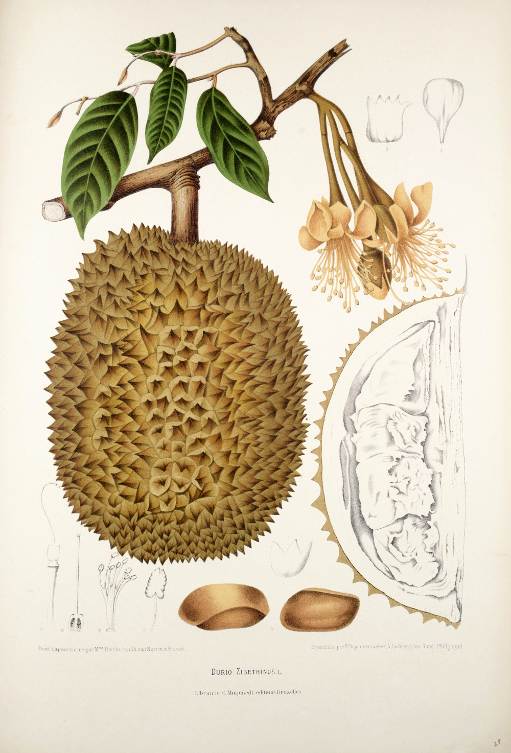 durio_zibethinus.jpg