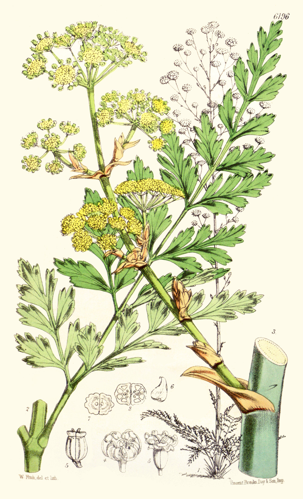 ferula_sumbul.jpg