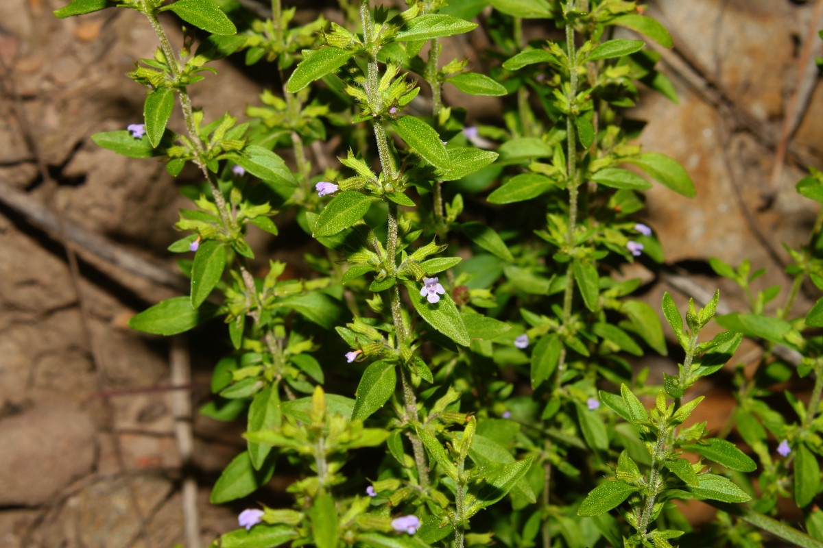 Hedeoma pulegioides