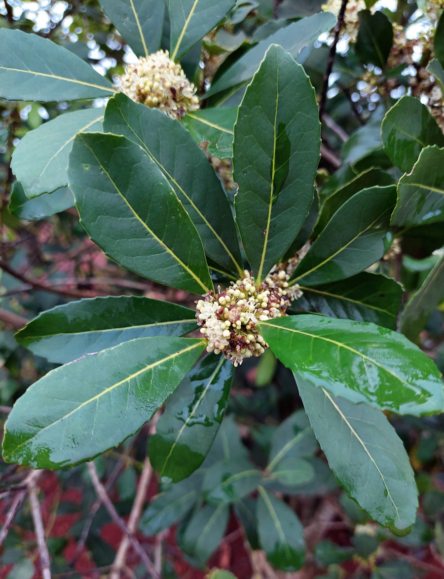 Ilex paraguariensis