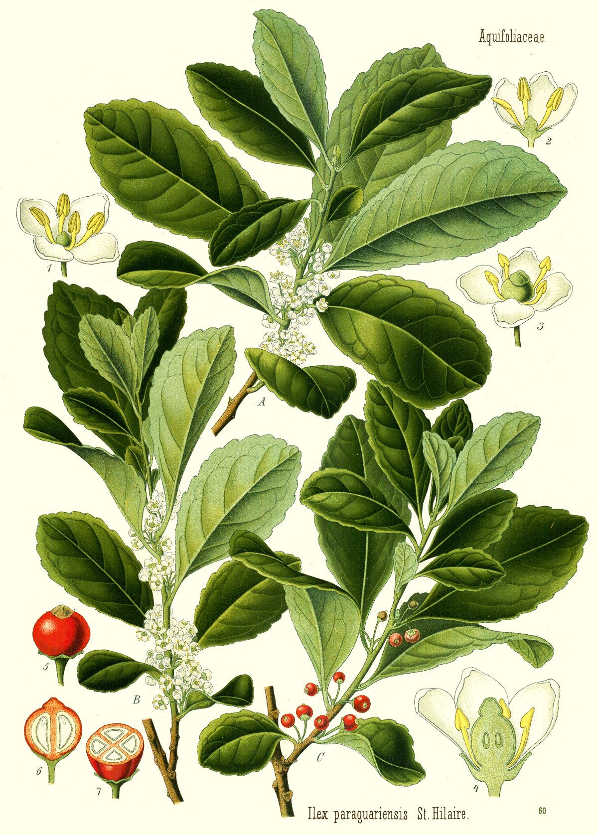 ilex_paraguariensis.jpg