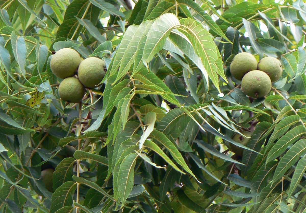 juglans_regia_nutandleaves.jpg