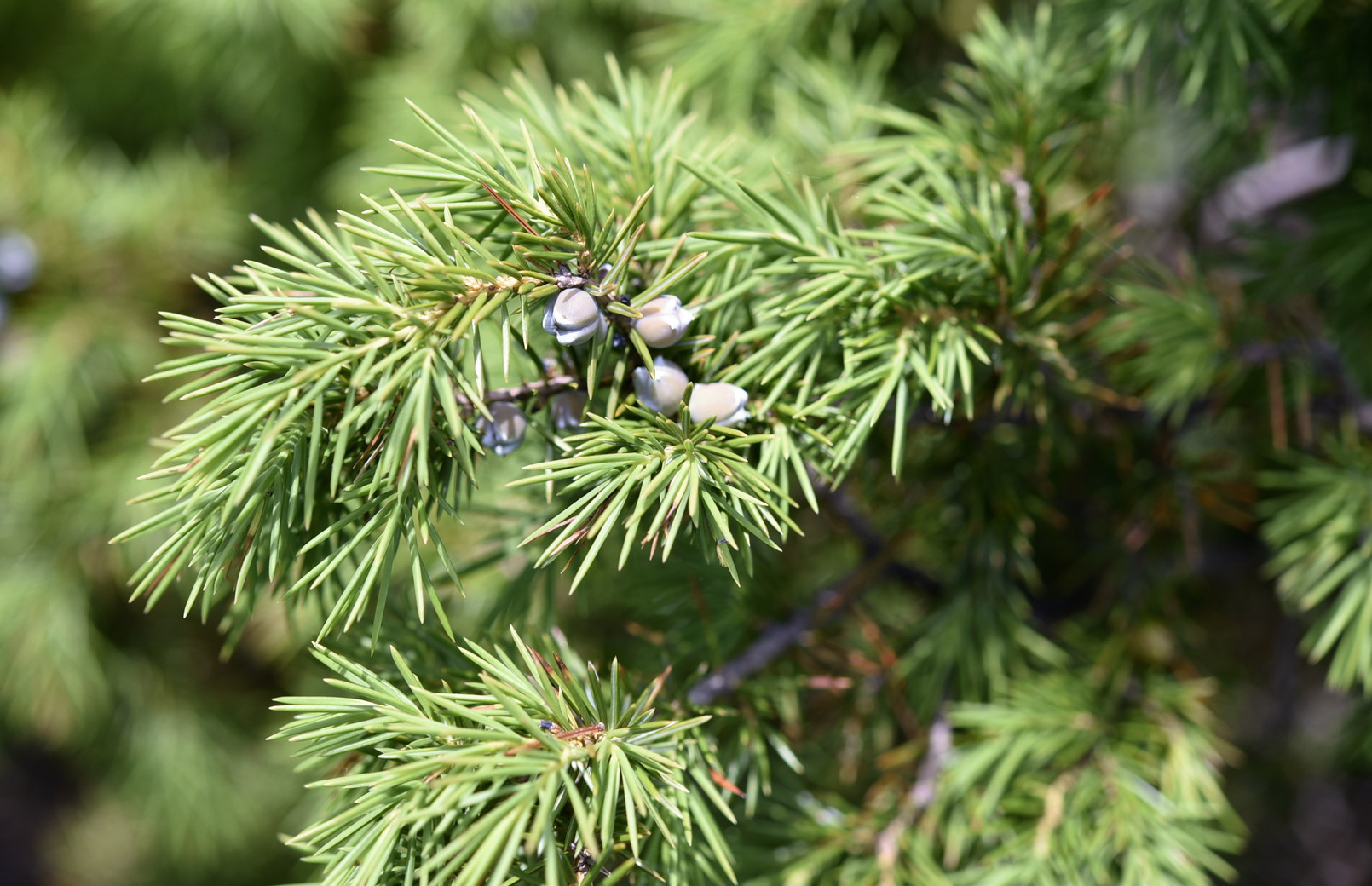 Juniperus rigida