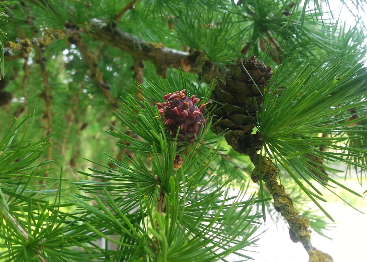 larix_zapfen.jpg larix_zapfen.jpg