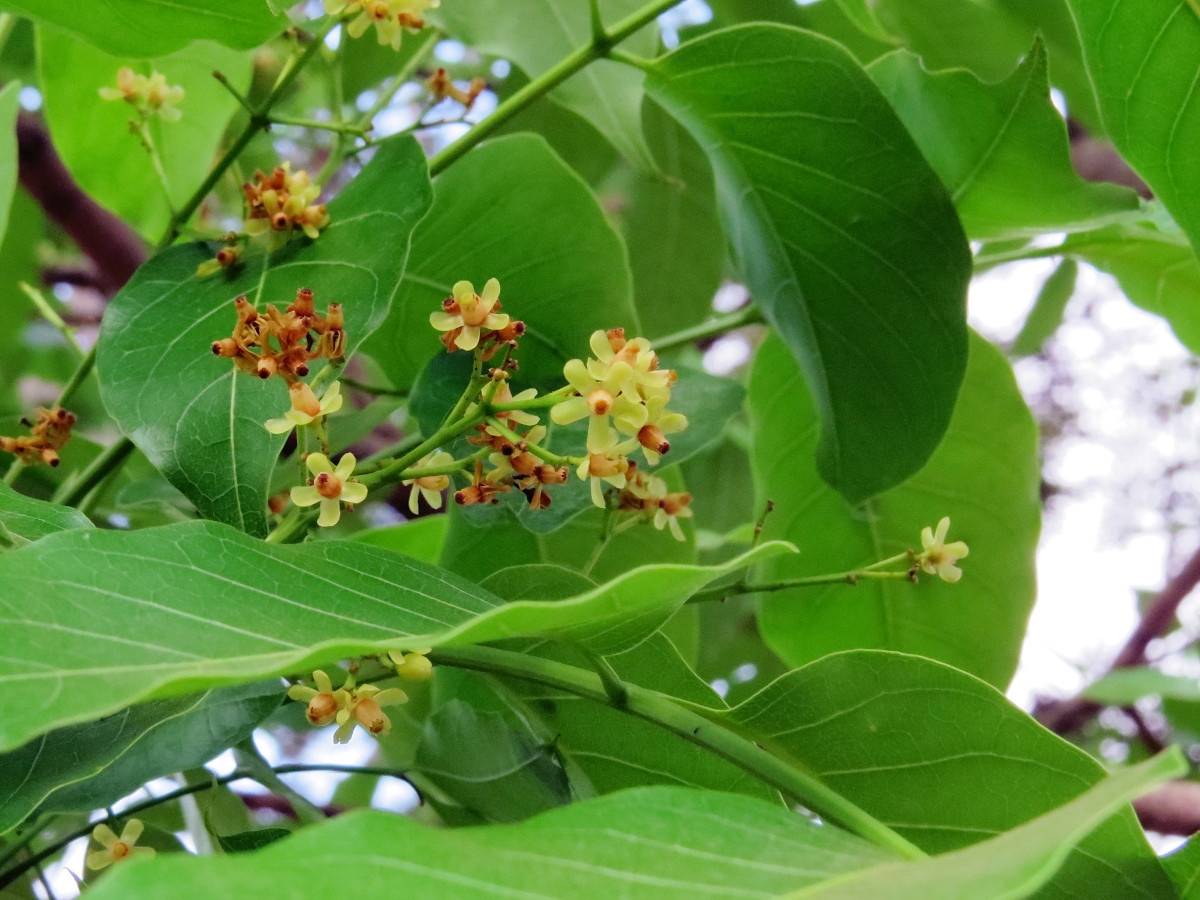mahagoniflowers.jpg