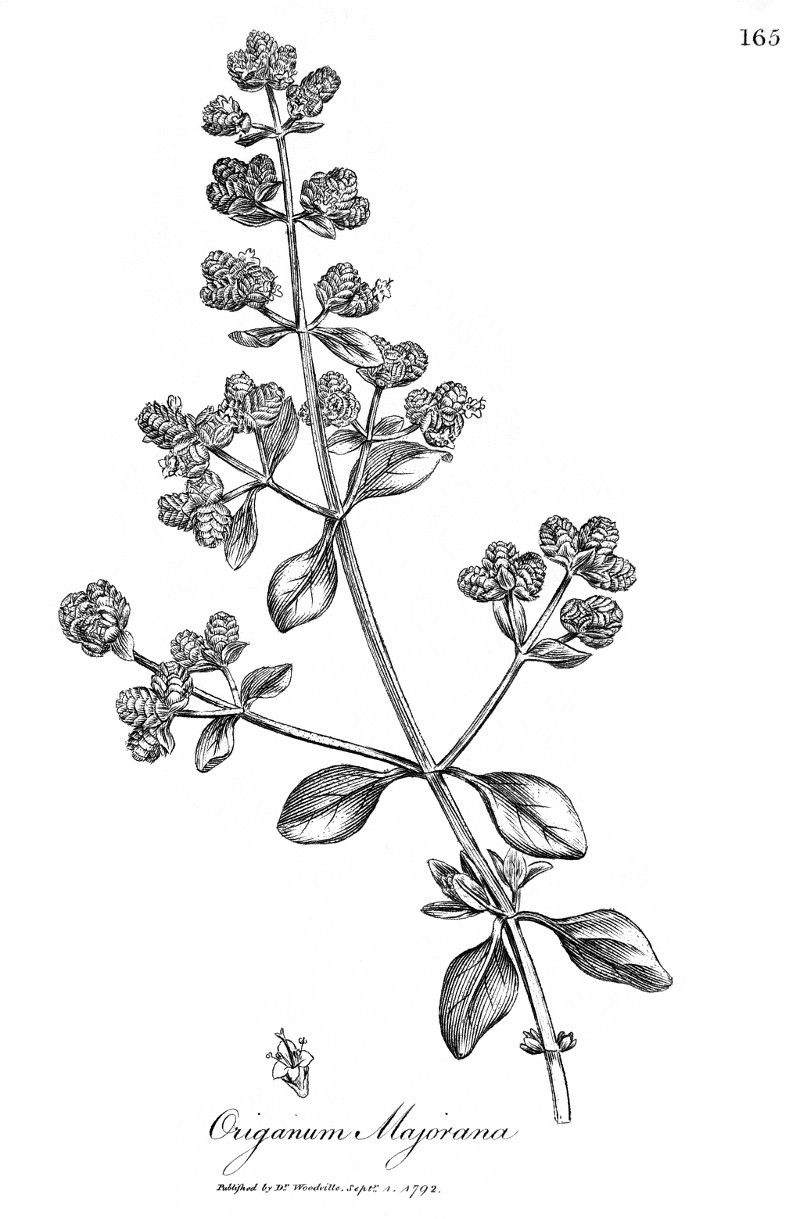 origanum_majorana.jpg