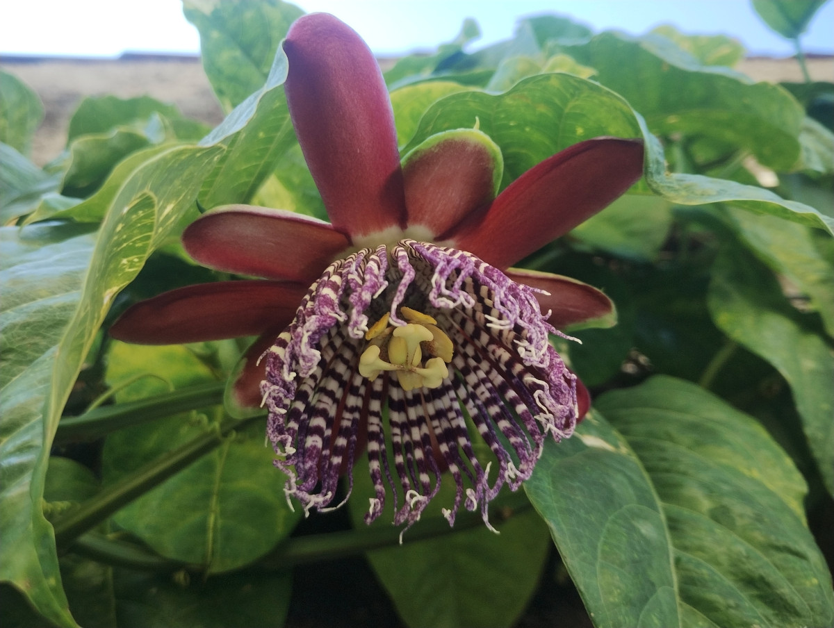 passiflora_ala.jpg passiflora_ala.jpg