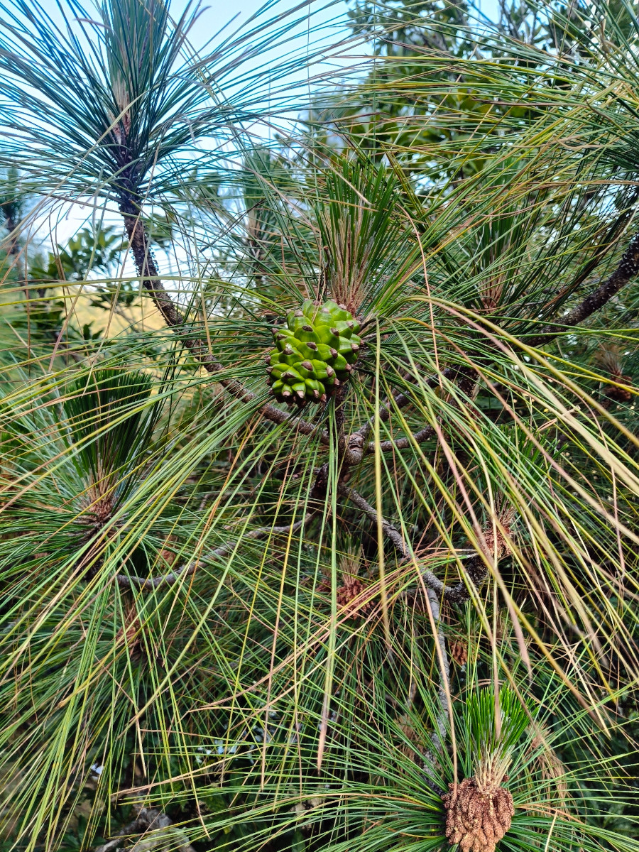 Pinus roxburghii 