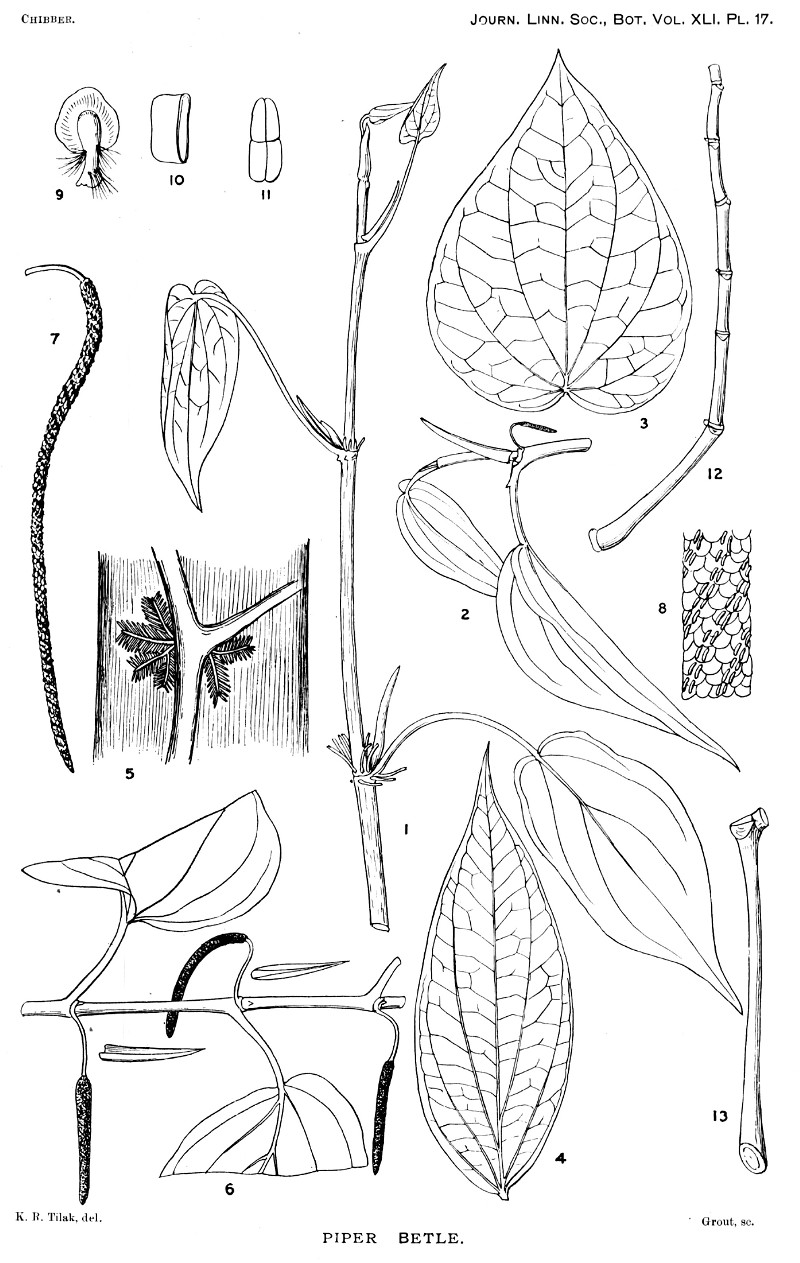 piper_betle.jpg