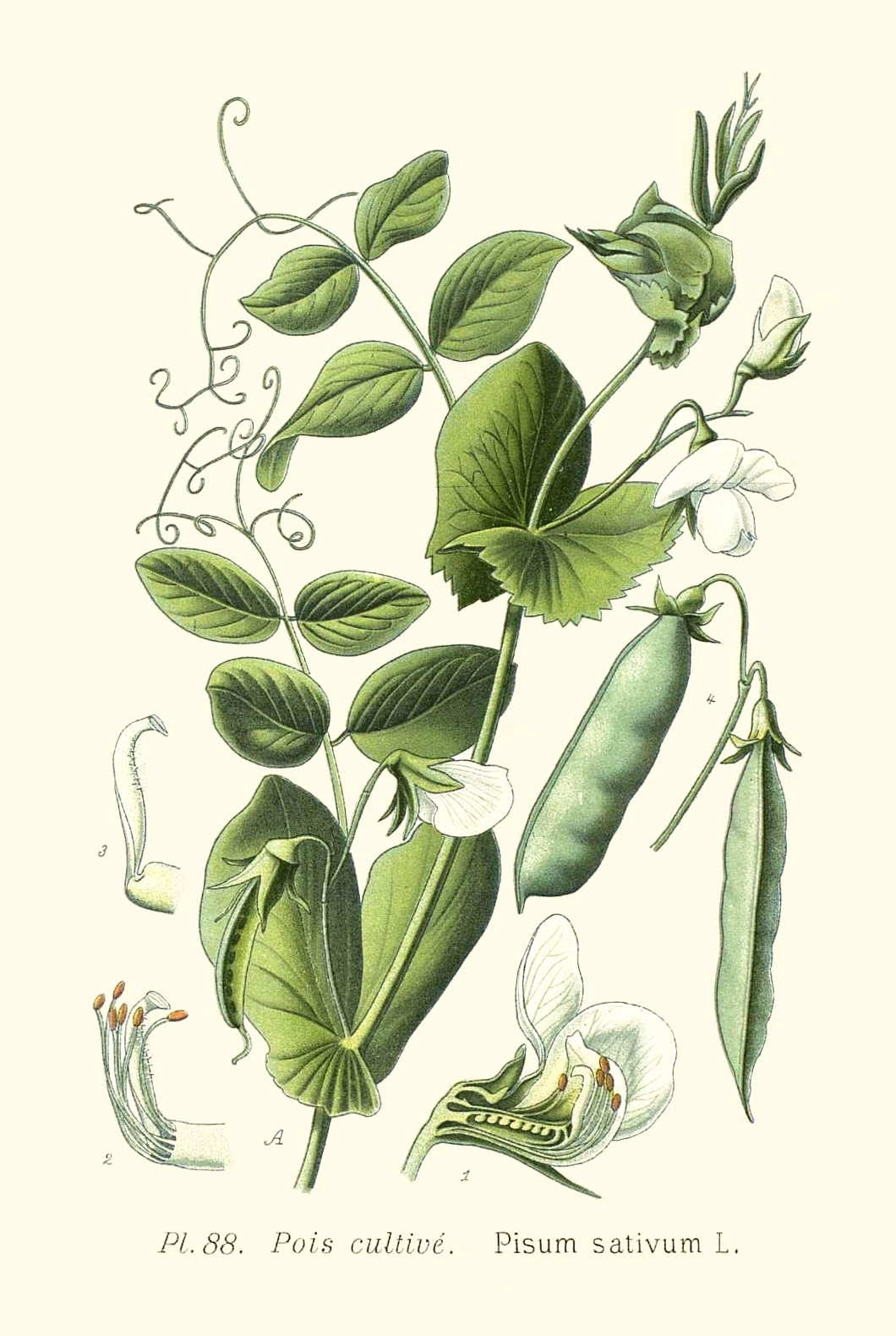 pisum_sativum.jpg