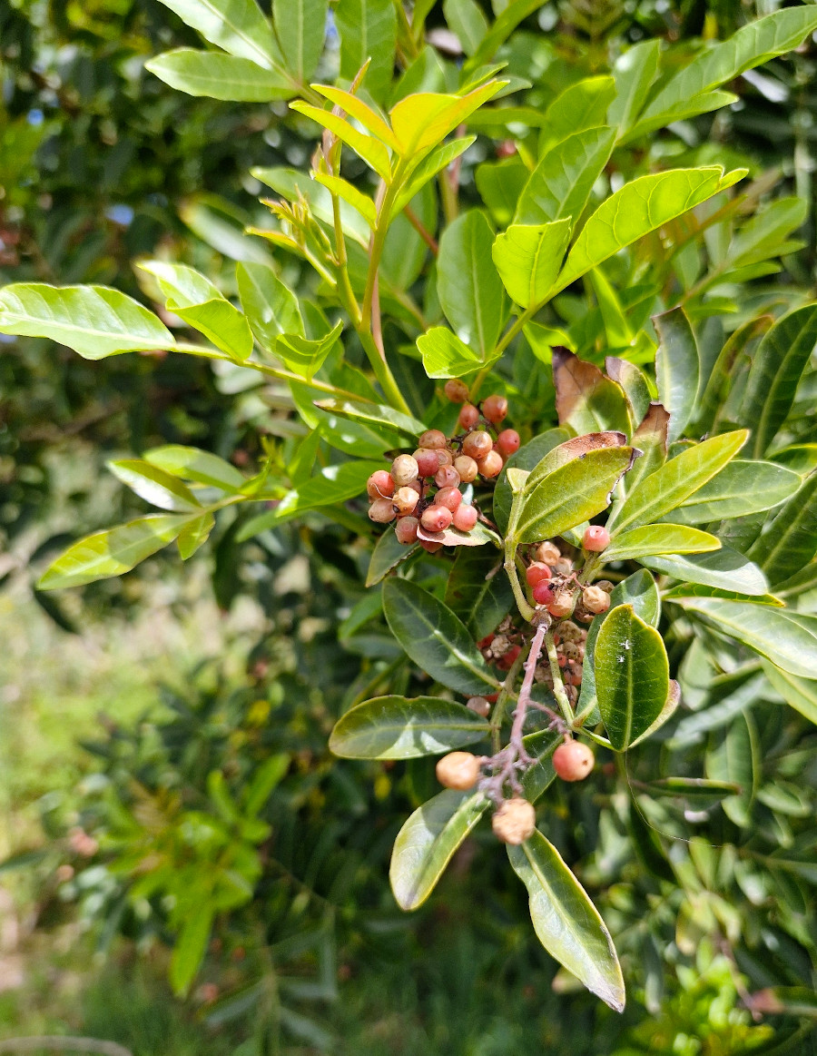 schinus_tere.jpg