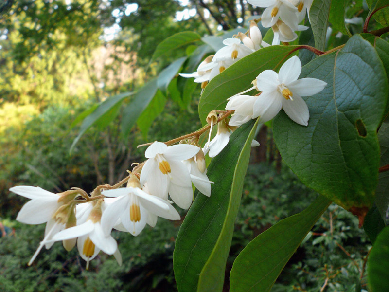 styrax_tonkinensis.jpg