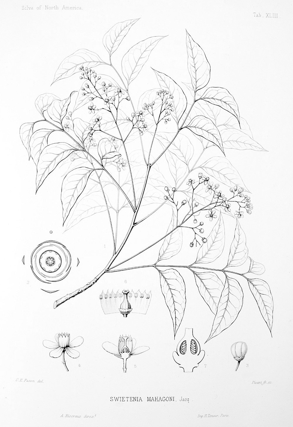 swietania_mahagoni.jpg