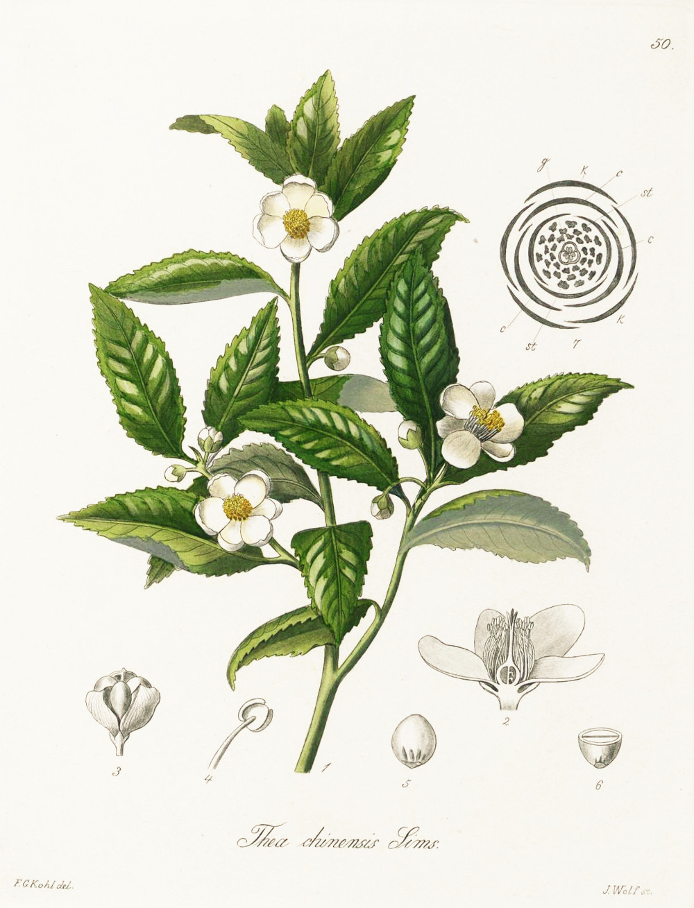 thea_sinensis.jpg thea_sinensis.jpg