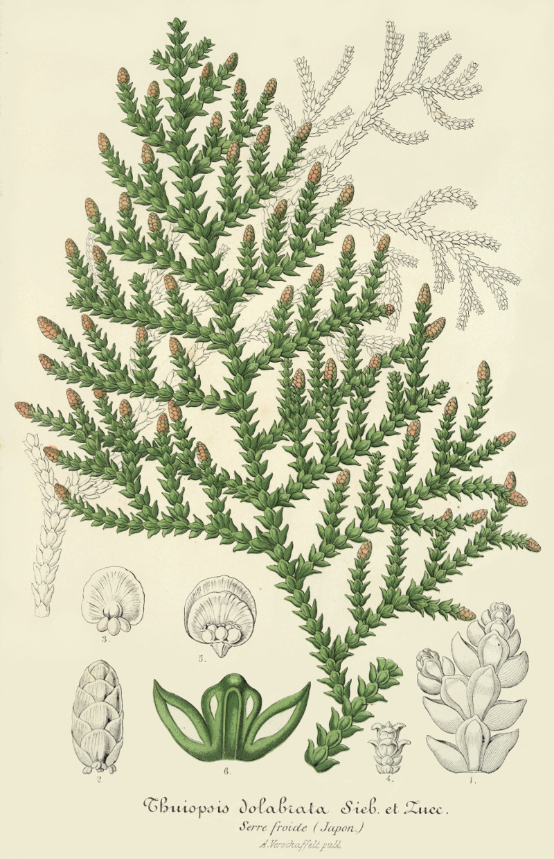 thujopsis_dolabrata.jpg
