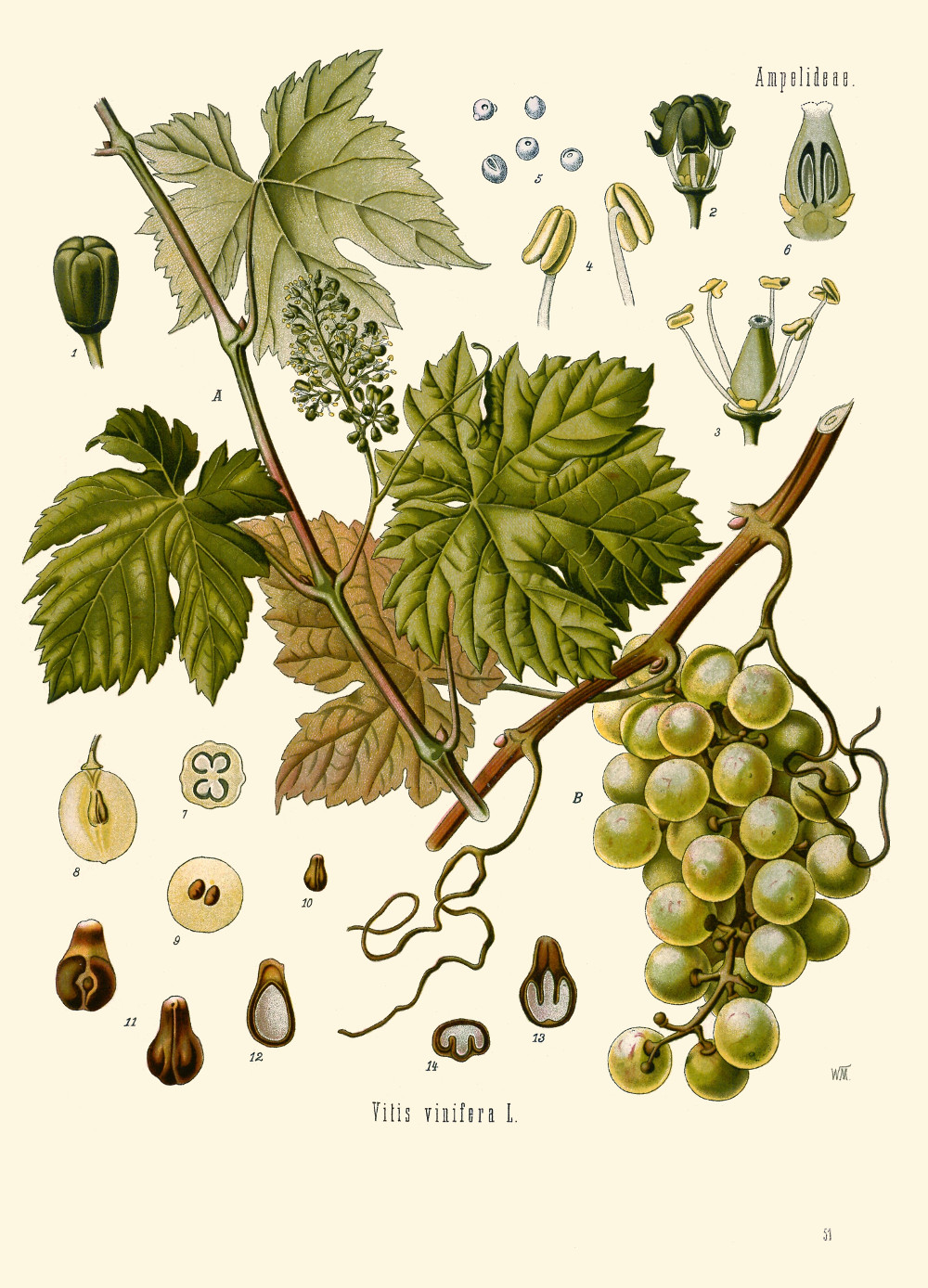 vitis_vinifera.jpg