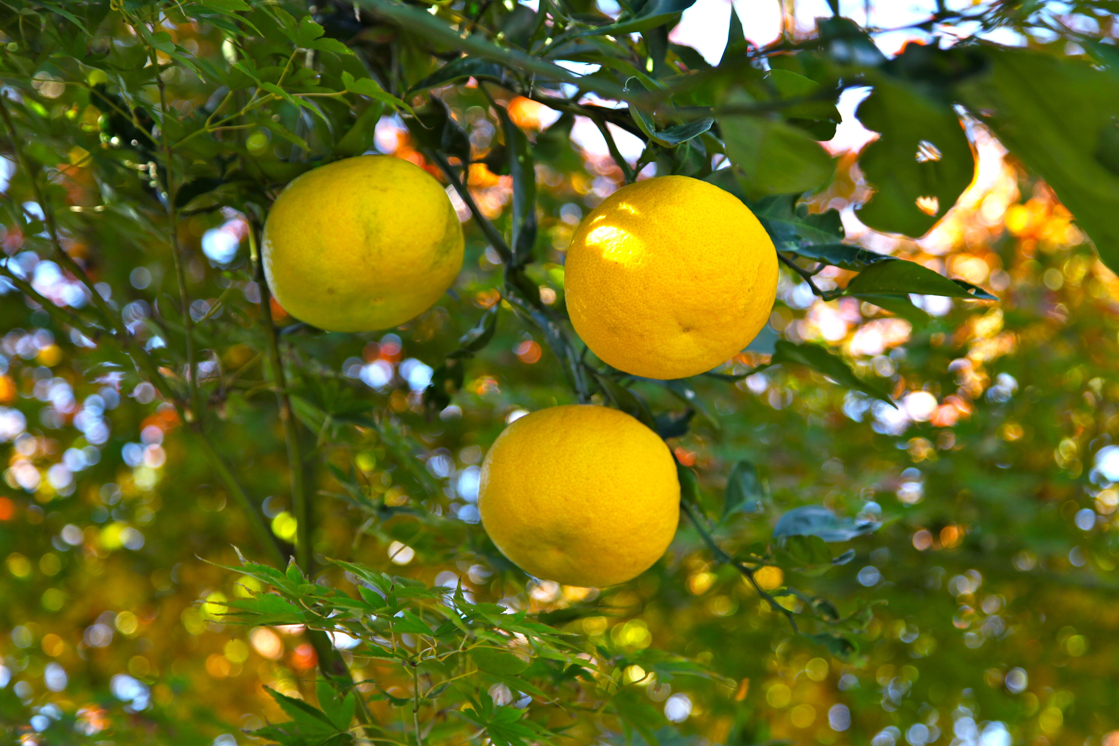 yuzu_oranges.jpg