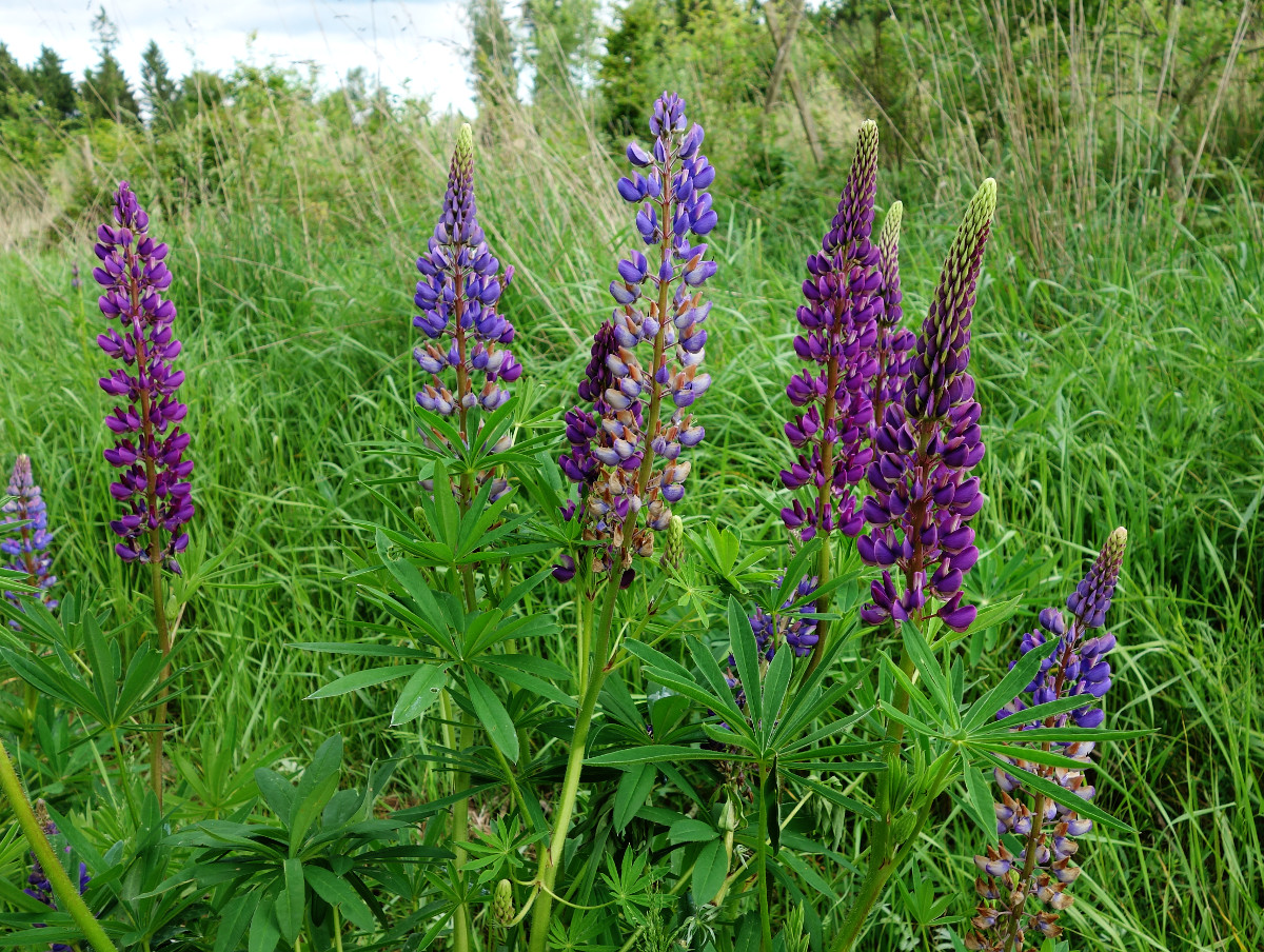 lupinus_poly_lind.jpg lupinus_poly_lind.jpg