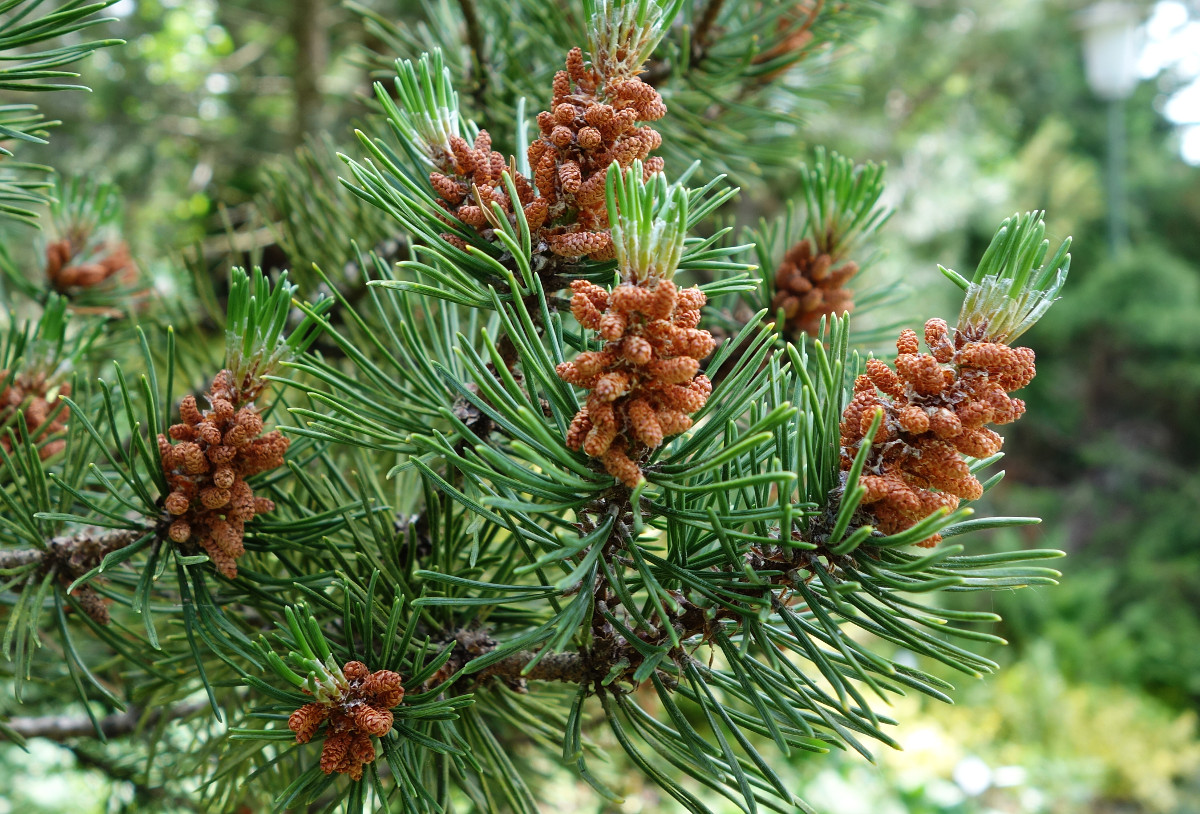 pinus_mugo_botg.jpg pinus_mugo_botg.jpg